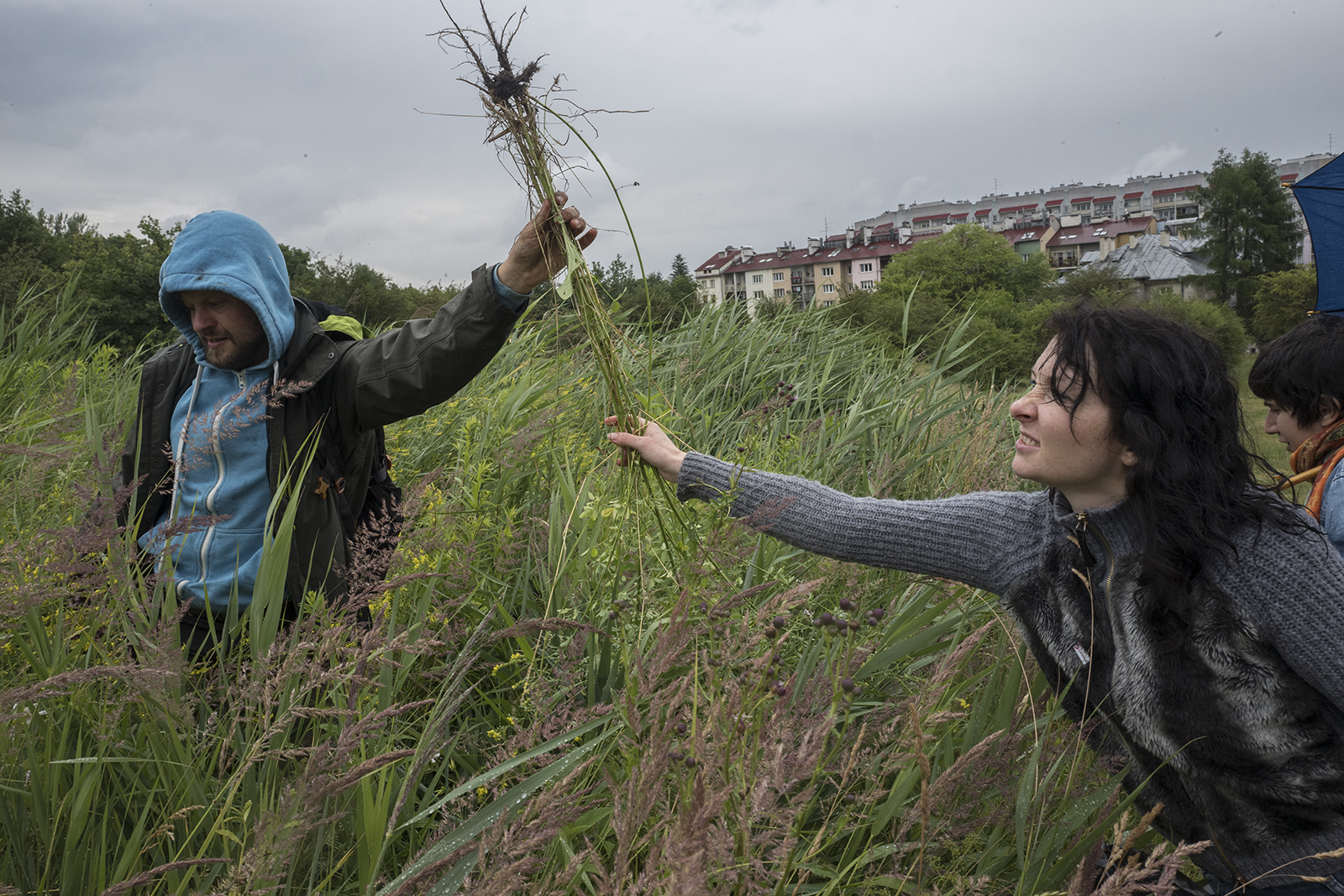 Gathering plants in Płaszów