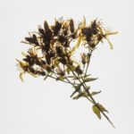 THE MEDICINAL PLANTS OF PŁASZÓW